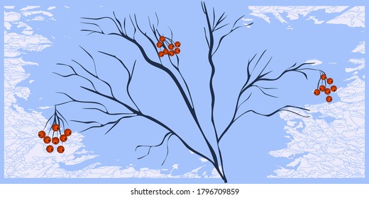 Bunches of mountain ash on a tree branch - blue snowy grunge style background - vector. Banner horizontal