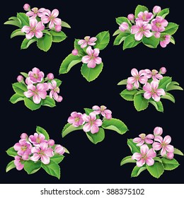 Bunches of pink apple trees blooming and green leaves  isolated on black background.