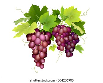 Bunches of pink grapes hanging among the leaves. Vector illustration of a seasonal harvest and wine making.