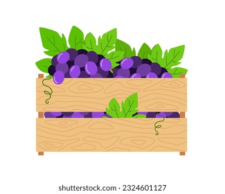 Montones de uvas violetas en una caja de madera. Ilustración vectorial de la cosecha de frutas. Dibujo de bayas de uva con hojas.