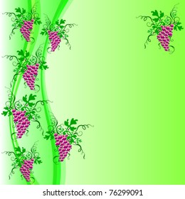 Bunches of red grapes hanging on the vine. Vector background of green.