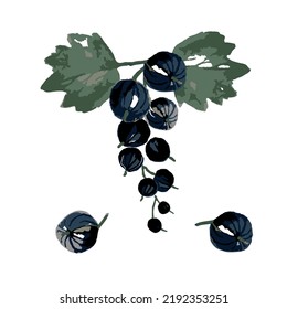 Bunches of Ripe Juicy Blackcurrant twig with Green Leaves. Black currant Berries branch and berries. Watercolor vector illustration