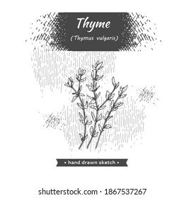 Bunches of sprig of thyme with leaves .