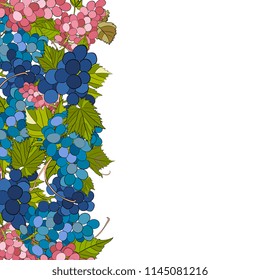  bunches, vine of ripe blue and pink grapes. Cluster of berries, branches and leaves. Vector illustration. Elements for design, frame. botanical,realistic illustration, hand drawing. 