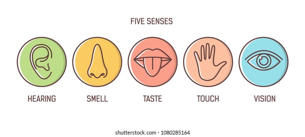 Bundle of 5 senses - hearing, smell, taste, touch, vision. Set of human sensory organs drawn with outlines inside colorful circles. Bright colored vector illustration in modern line art style