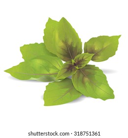 Bundle of basil leaves. Vector illustration