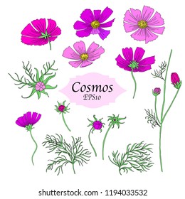 Bundle of Beautiful Hand Drawn Cosmos Flowers Isolated on White for Custom Pattern Designs and Illustrations for All Media, Web, Textile, Wallpaper. Cute Pink Vector Designs of Cosmos Flowers.