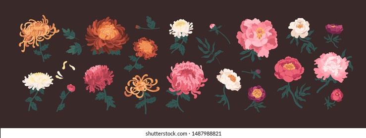 Conjunto de peonías florecientes y crisantemos aislados en fondo negro. Montaje de flores y plantas decorativas floridas. Colección de elegantes decoraciones florales. Ilustración vectorial natural.