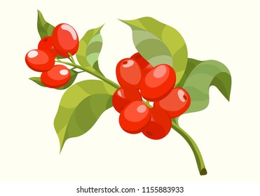 Bundle of botanical drawings coffee tree branches with leaves and ripe fruits. Colorful vector illustration vector hand drawn illustration.