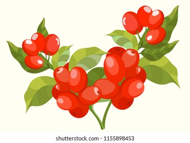 Bundle of botanical drawings coffee tree branches with leaves and ripe fruits. Colorful vector illustration vector hand drawn illustration.