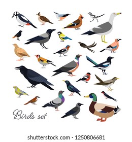 Bundle of city and wild forest birds drawn in modern geometric flat style, side view. Set of colorful cartoon avians or birdies isolated on white background. Trendy ornithological vector illustration.