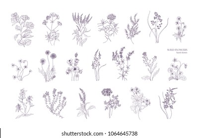 Bundle of detailed botanical drawings of blooming wild flowers. Collection of herbaceous flowering plants hand drawn with contour lines on white background. Elegant monochrome vector illustration.