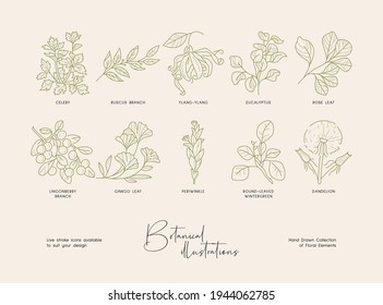 Bundle of detailed botanical drawings of blooming wild flowers. Collection of hand drawn plants with contour lines. Elegant botanical vector illustration.