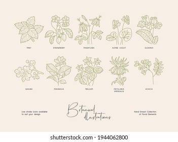 Bundle of detailed botanical drawings of blooming wild flowers. Collection of hand drawn plants with contour lines. Elegant botanical vector illustration.