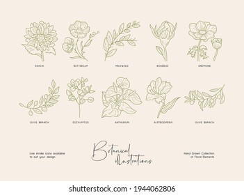 Bundle of detailed botanical drawings of blooming wild flowers. Collection of hand drawn plants with contour lines. Elegant botanical vector illustration.