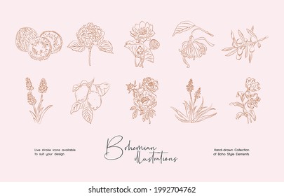 Bundle of detailed botanical drawings of blooming wild flowers. Collection of hand drawn plants with contour lines. Elegant botanical vector illustration.
