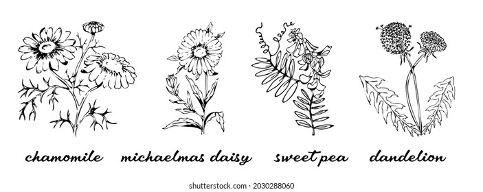 Bundle detailed botanical drawings blooming wildflowers  sweet pea  michaelmas daisy  dandelion  chamomile  Doodle blossom decorative floral elements set  Vector illustration 