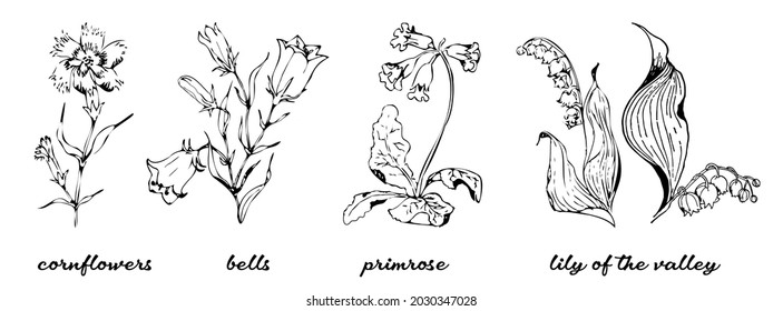 Bundle of detailed botanical drawings of blooming wildflowers, lily of the valley, primrose, bells, cornflowers. Doodle blossom decorative floral elements set. Vector illustration.