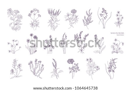 Similar – Image, Stock Photo Pasque flower or cow pasque flower