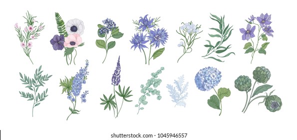 Bundle of detailed drawings of beautiful floristic flowers and decorative herbs isolated on white background. Set of beautiful floral and herbal decorations. Botanical hand drawn vector illustration.