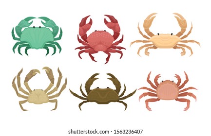 Bundle of Different Types of Crabs Vector Set