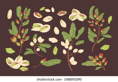 Bundle of elegant botanical drawings of pistachio tree branches, ripe fruits or nuts and leaves. Set of food crop, cultivated plant. Collection of natural design elements. Vector illustration.