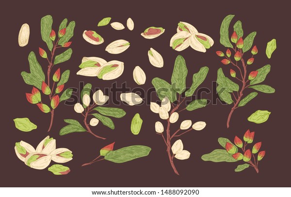 Bundle of elegant botanical drawings of\
pistachio tree branches, ripe fruits or nuts and leaves. Set of\
food crop, cultivated plant. Collection of natural design elements.\
Vector illustration.
