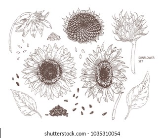 Bundle of elegant botanical drawings of sunflower parts. Set of flowers, buds, seeds and leaves hand drawn with contour lines on white background. Monochrome vector illustration in vintage style.