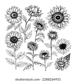 Bundle of elegant botanical drawings of sunflower parts. Vector set of hand drawn black and white sunflower