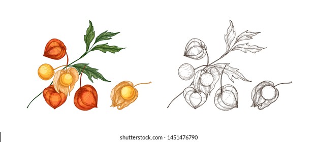 Bundle of elegant colorful and monochrome drawings of physalis, cape gooseberry or goldenberry. Fresh berries, superfood, veggie product hand drawn on white background. Realistic vector illustration.