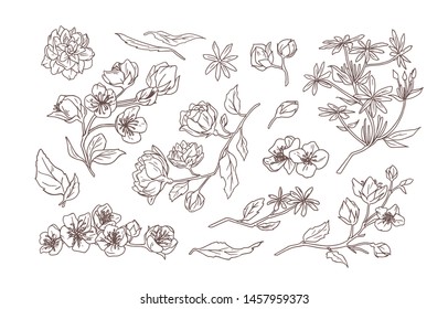 Bundle of elegant detailed natural drawings of jasmine and mock-orange blooming flowers and leaves hand drawn with contour line on white background. Botanical vector illustration in vintage style.