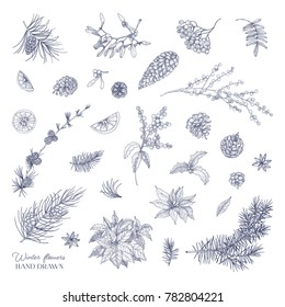 Bundle of elegant winter decorative plants hand drawn with contour lines on white background. Set of traditional natural Christmas decorations. Botanical vector illustration in vintage style.