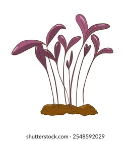 A bundle of fresh greens. Growing microgreens. Purple color grass. Hand drawing. Vector