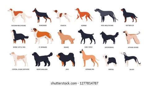 Bundle of funny cute dogs of different breeds isolated on white background. Set of purebred pets or domestic animals of various types. Side view. Colored vector illustration in flat cartoon style.