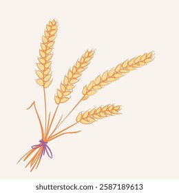 A bundle of golden wheat spikes tied with a ribbon vector hand drawn illustration in a simple style. Ideal for agriculture, harvest, organic food, and rural-themed designs