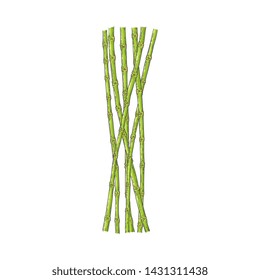 Bundle of green bamboo stems in sketch style isolated on white background - hand drawn vector illustration of traditional asian plant sticks for oriental natural design.