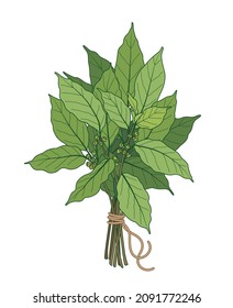 Bundle of green bay leaves tied with string. Tuft of laurel tree branches vector colored sketch. 