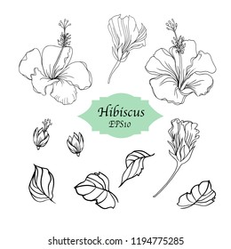 Conjunto de plantillas de hibiscus blancas y negras dibujadas a mano aisladas en fondo blanco para tarjetas de felicitación, volante, diseños web. Conjunto de patrones de flor vectorial Hibiscus.