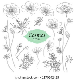 Bundle of Hand Drawn Cosmos Flowers Isolated on White Background for Custom Pattern Designs and Illustrations for All Media, Web, Textile, Wallpaper. Black and White Vector Designs of Cosmos Flowers.