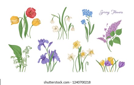 Bundle of natural drawings of spring flowers - tulip, lilac, narcissus, forget-me-not, crocus, lily of the valley, iris, snowdrop. Set of blooming flowering plants. Colorful vector illustration.