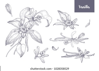 Bundle of natural drawings of vanilla plants with fruits or pods, blooming flowers and leaves isolated on white background. Monochrome vector illustration hand drawn in vintage engraving style.