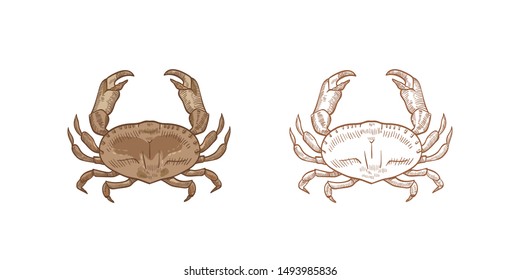 Bundle of realistic colored and monochrome drawings of dungeness crab. Aquatic animal or marine shellfish isolated on white background. Elegant hand drawn vector illustration in vintage style.