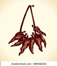 Bundle of red peppers hanging on nail for drying. Monochrome freehand ink hand drawn background sketchy in art scrawl style of pen on paper with space for text