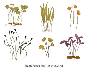 Bundle set of greens. Fresh herbs. Growing microgreens. Hand drawing. Vector