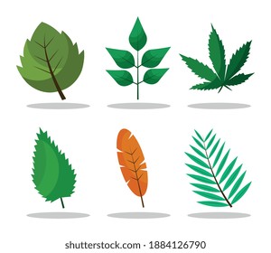 bundle of six leafs plants and lettering flat style icons vector illustration design