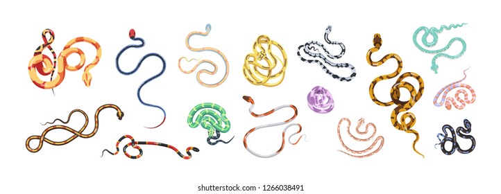 Bundle of snakes or serpents of various type, size, skin pattern and color isolated on white background. Set of tropical jungle carnivorous wild reptile animals. Colorful vector illustration.