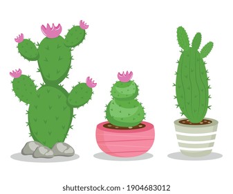 bundle of three cactus plants icons vector illustration design