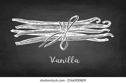 Bundle of vanilla dried beans tied with twine. Chalk sketch of spice on blackboard background. Hand drawn vector illustration. Retro style.