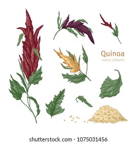 Bundle of various quinoa flowering plants and seeds hand drawn on white background. Collection of gorgeous cultivated grain crops for healthy nutrition. Realistic vector illustration in vintage style