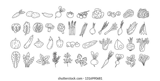 Bundle of vegetables, cultivated root crops, salads, spicy herbs drawn with contour lines on white background. Set of natural design elements. Monochrome vector illustration in line art style